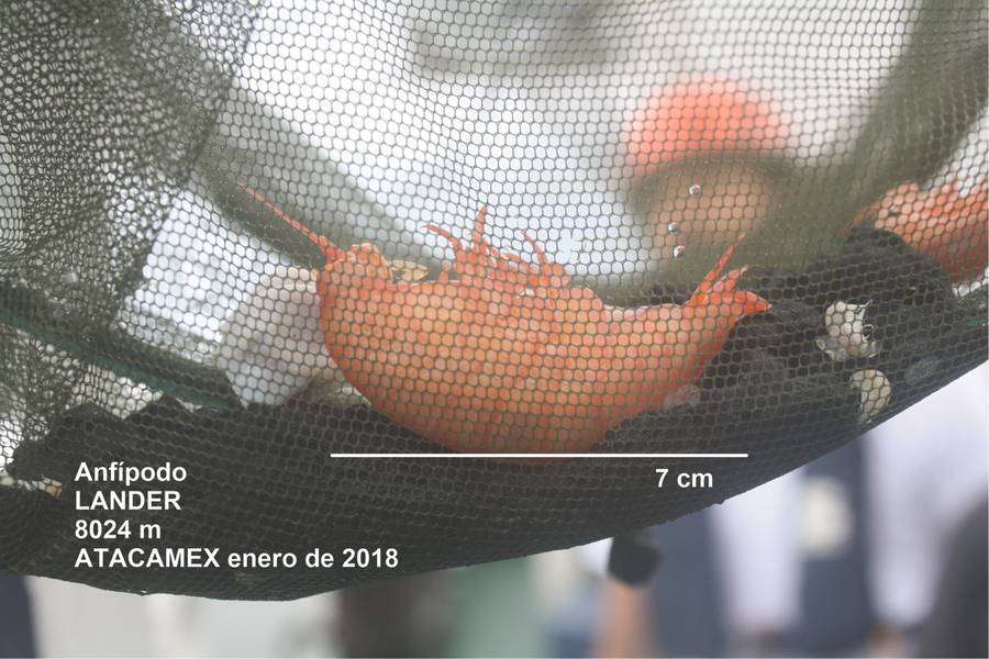 Abbildung 5: Ein großes Amphipod, das während der ATACAMEX 2018 aus dem Atacama-Graben geborgen wurde. (Foto: Courtesy Kevin Hardy und Atacamex 2018)