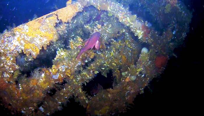 Con incrustaciones de coral USS Abner Read restos de popa. (Cortesía de Project Recover)
