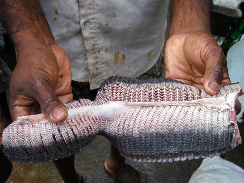 © Daniel Fernando / Manta Trust