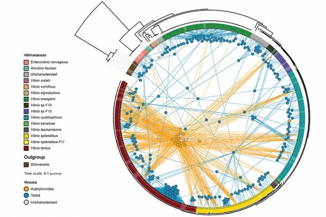 Diferentes cepas de bacterias se muestran alrededor del borde del círculo, con colores que indican diferentes especies. Los virus de cola se muestran como círculos azules y los virus sin cola como círculos anaranjados. Cada virus está conectado por líneas a las variedades de bacterias que pueden infectar, lo que demuestra que las variedades sin cola infectan variedades mucho más diferentes que las de cola, que típicamente infectan solo una o dos cepas. (Cortesía de los investigadores)