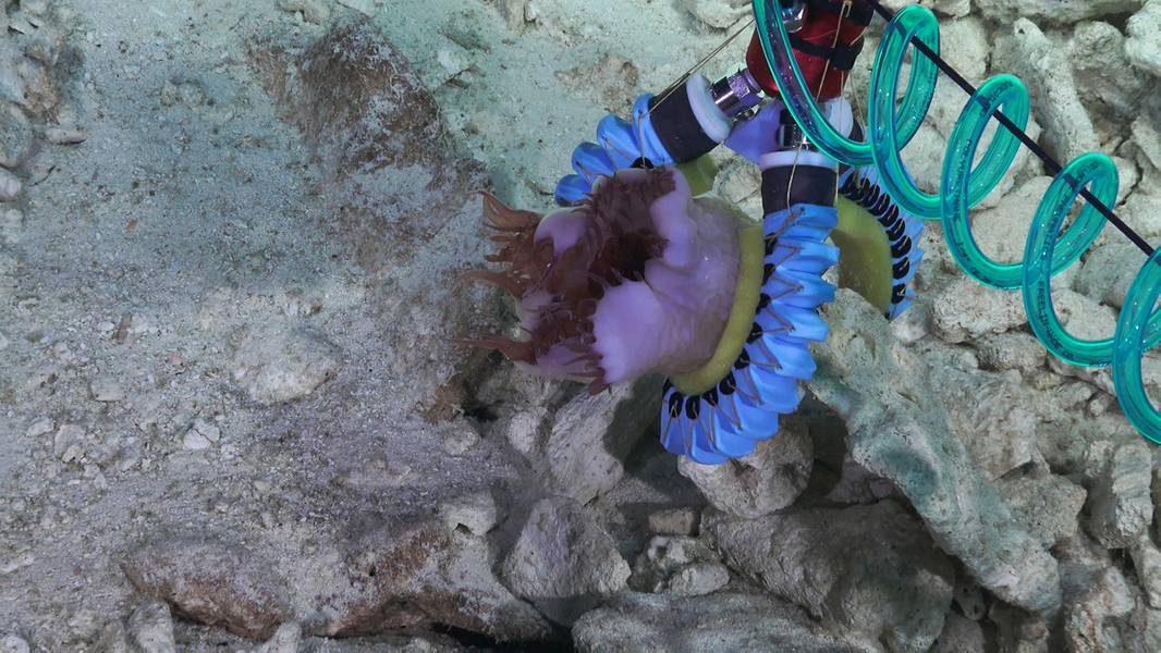 Ein weicher Manipulator mit drei Fingern, der eine Seeanemone hält, die an einem Felsen auf einem harten Substrat befestigt wird. (Kredit: Schmidt Ocean Institute)