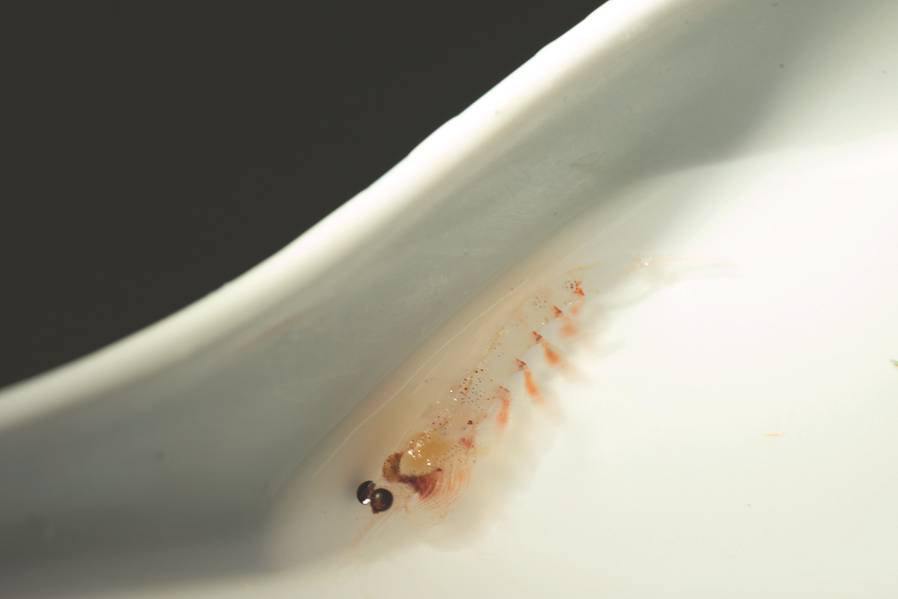 Figura 4: Un camarón pequeño y delicado, vivo y en perfecto estado, recolectado por la red de plancton de Mocness. (Imagen: cortesía de Kevin Hardy y Atacamex 2018)