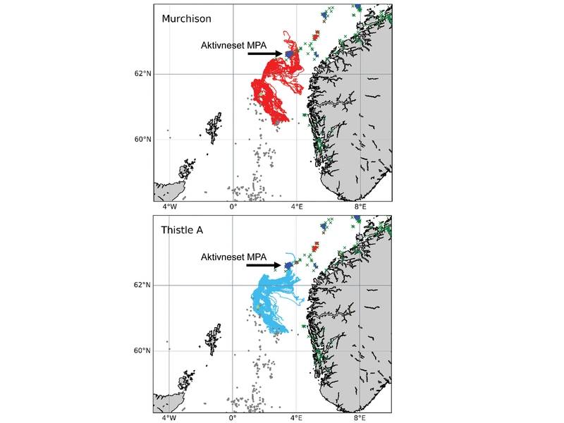 INSITE फेज 1 प्रोजेक्ट "ANChor" द्वारा चलाए गए सिमुलेशन में समुद्र के रास्ते दिखाई देते हैं, जो कि थोपल ए और (अब विवादास्पद) मुर्चिसन प्लेटफार्मों से लोपेलिया पेर्टुसा के संरक्षित कोरल का अनुसरण कर सकते हैं, जिनमें से कुछ नॉर्वे के अक्विवनेट समुद्री संरक्षित क्षेत्र में बसने वाले कुछ अंत तक शामिल हैं। INSITE चरण 1 ANChor परियोजना से छवि।