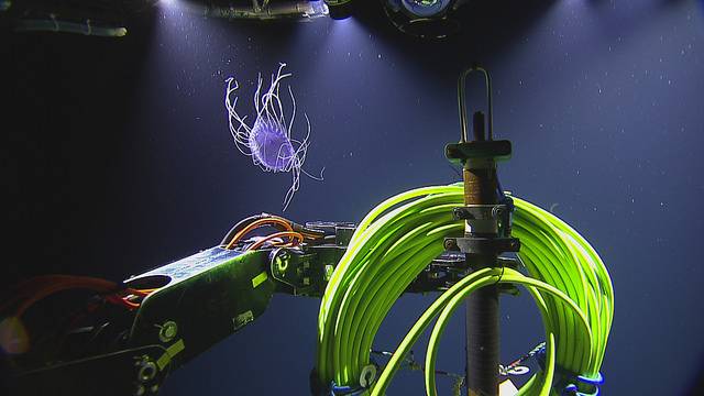 Jalea de la placa de la cena manchada durante un descenso al campo principal del esfuerzo (Copyright: 2018 ONC / OET / Nautilus vivo)