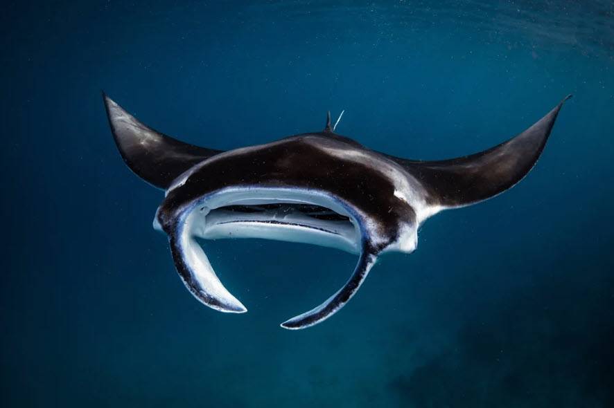 Jasmine Corbett / Manta Trust