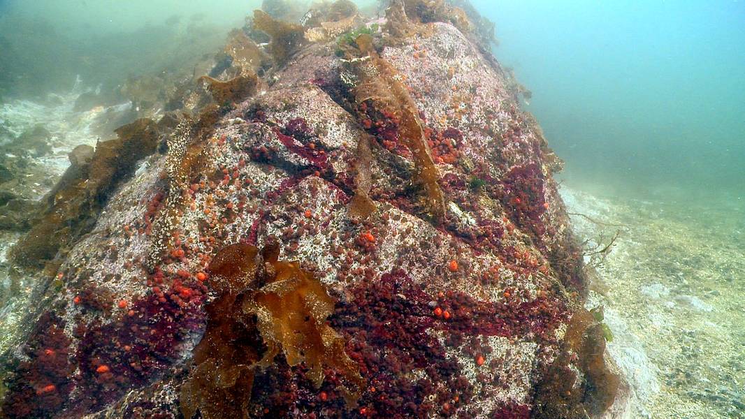 2013年10月9日之后的三个星期，成千上万的向日葵海星涌向位于不列颠哥伦比亚省温哥华北部印度扶手峡湾附近的克罗克岛附近的克罗克岩石，海星已经消失。图片来源：Neil McDaniel