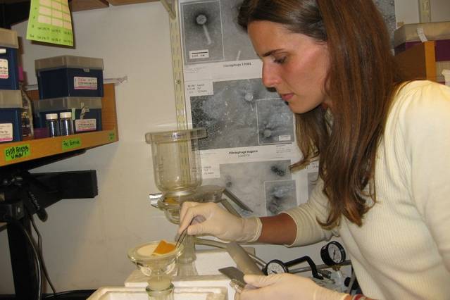 Postdoc Kathryn Kauffman procesa muestras de agua de mar en el laboratorio para extraer los virus que infectan a las bacterias que contienen. (Imagen: Alison Takemura)