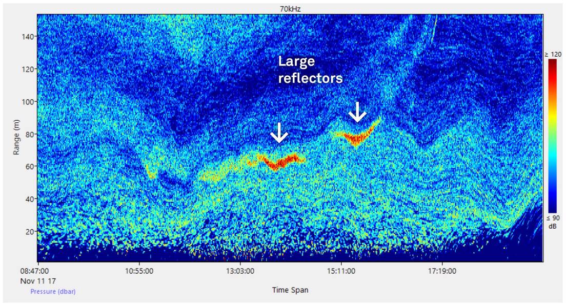 Reflectores fuertes que muestran una concentración más densa de plancton y / o pescado. (Imagen: Nortek)