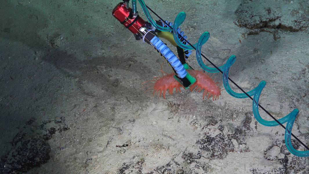 Os pesquisadores converteram seu manipulador macio de três dedos em uma versão de dois dedos, visto aqui realizando um aperto de pinça em um pepino do mar extremamente delicado. (Crédito: Schmidt Ocean Institute)