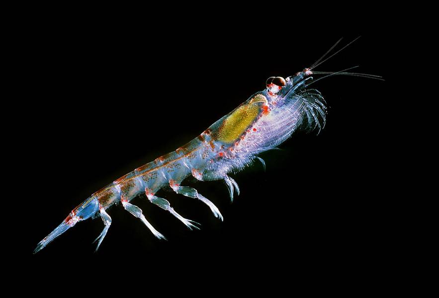 Os soníferos podem ajudar a quantificar a biomassa no oceano, como o krill antártico visto aqui. (Foto © Uwe Kils / Wikimedia Commons)
