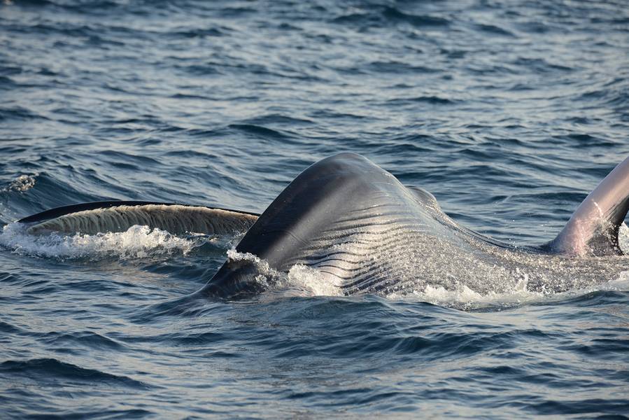 Фото предоставлено: S. Cerchio / Omuraswhale.org