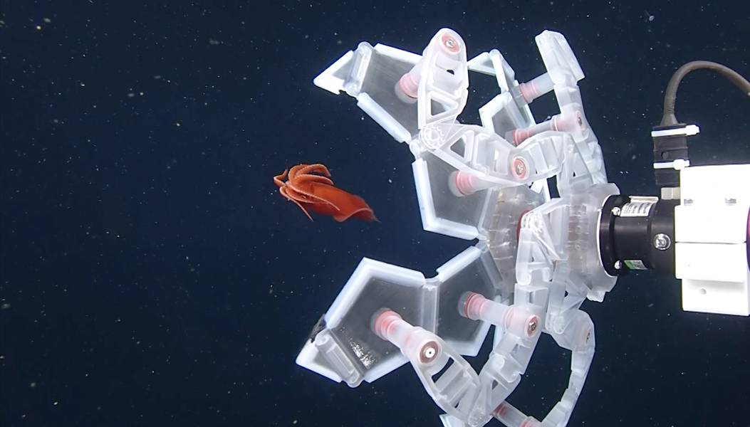 クレジット：モンテレー湾水族館研究所（MBARI）