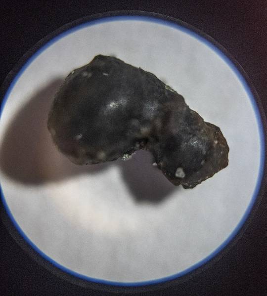 从奥林匹克海岸国家海洋保护区取回的这种“融合地壳”碎片被认为是一块陨石外部，当它进入地球大气层时融化。 （照片：Susan Poulton / OET）