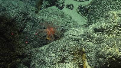 Corteza de ferromanganeso rica en cobalto en el Océano Pacífico. (Foto: Christopher Kelley / NOAA)