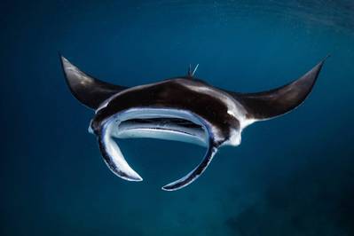 Manta Trust / Jasmine Corbett