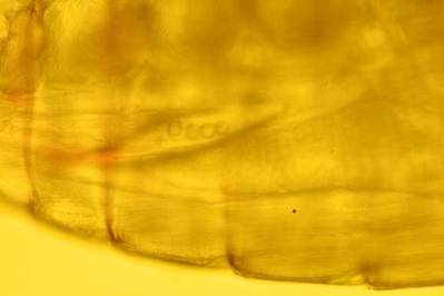 Perlas microplásticas observadas en el tubo central de un copépodo [su tracto intestinal], como se evidencia aquí. Perlas marcadas con fluorescencia que facilitan la visualización e identificación. © PML 