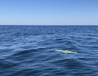 （写真：Jude Van Der Meer、ダルハウジー大学）