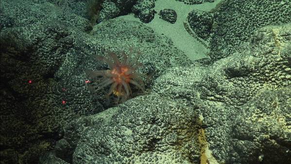 Crosta de ferromanganês rica em cobalto no Oceano Pacífico. (Foto: Christopher Kelley / NOAA)