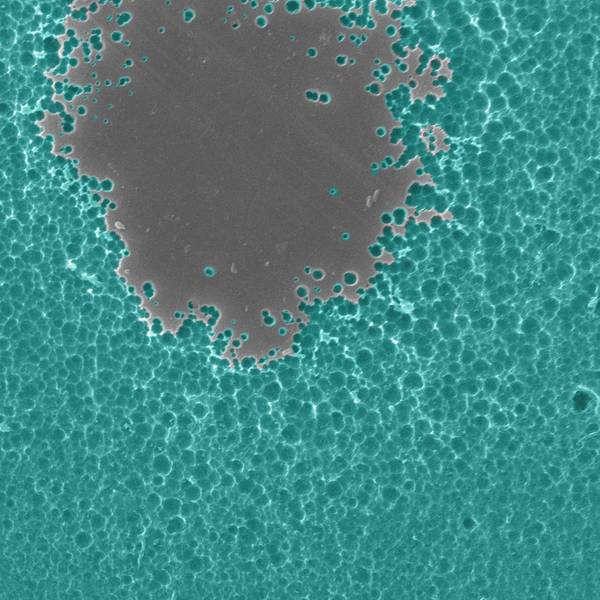 Elektronenmikroskopische Aufnahme von enzymabbauendem PET-Kunststoff (Bild: Dennis Schroeder / NREL)