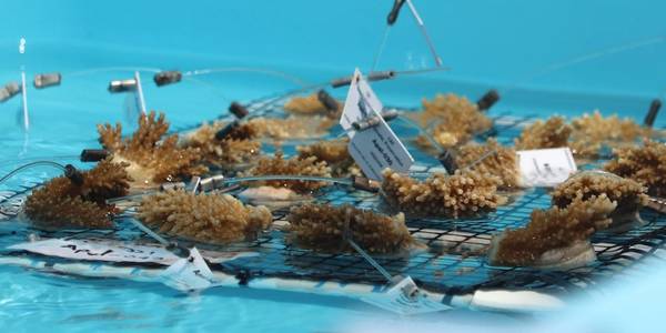 Fragmentos de coral Elkhorn resgatados de viveiros oceânicos superaquecidos estão em águas mais frias no Keys Marine Laboratory. (Foto: NOAA)