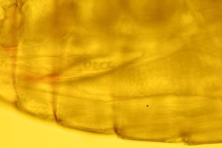Microesferas de plástico observadas no tubo central de um copépode [seu trato intestinal], como evidenciado aqui, com o auxílio de microesferas marcadas fluorescentemente para visualização e identificação. © PML 