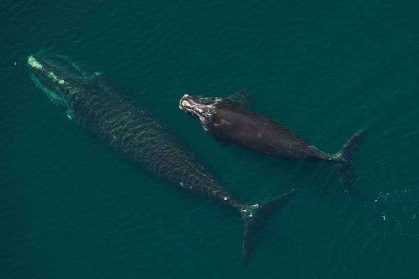 Nordatlantischer Glattwal „Millipede“ (Katalognummer 3520) mit ihrem Kalb in der Cape Cod Bay am 9. April 2026. Bildnachweis: New England Aquarium, aufgenommen mit Genehmigung der NOAA (Nr. 25739-01).