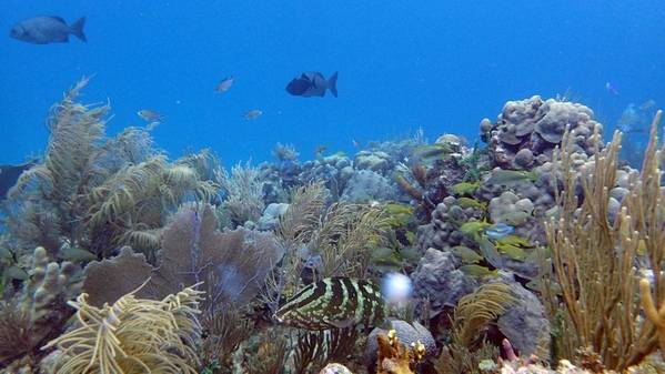 Un paisaje de arrecife en los Jardines de la Reina, altamente protegidos, ofrece hábitats y zonas de alimentación para grandes cantidades de peces, incluidos los principales depredadores como los tiburones y los meros. (Foto de Amy Apprill, © Institución Oceanográfica Woods Hole)