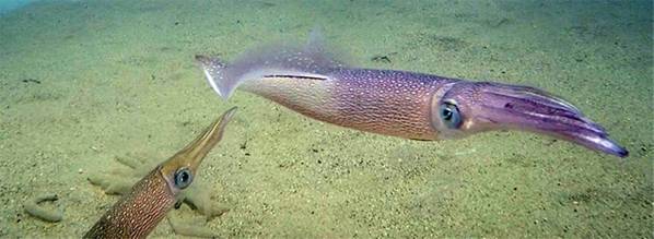 Langflossen-Tintenfisch (Doryteuthis pealeii) ist eine wichtige Art in der Ostküsten-Tintenfischfischerei, die einen Wert von etwa 40 Millionen US-Dollar pro Jahr hat. (Foto von Ian Jones, Woods Hole Oceanographic Institution)