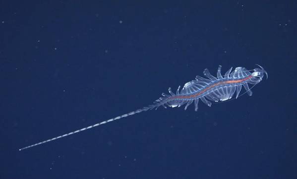 Πρόκειται για ένα νέο είδος από το γένος Tomopteris, κοινώς γνωστό ως αραχνοσκώληκες. Η επιστημονική ομάδα της αποστολής δοκίμασε νέα τεχνολογία που παρέχει στους επιστήμονες νέους, μη επεμβατικούς τρόπους για να μελετήσουν αυτά τα αξιοσημείωτα ζώα. Πίστωση: ROV SuBastian / Schmidt Ocean Institute

