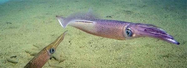 Τα καλαμάρια Longfin (Doryteuthis pealeii) αποτελούν σημαντικό είδος στην αλιεία καλαμποκιού της ανατολικής ακτής, η οποία εκτιμάται σε περίπου 40 εκατομμύρια δολάρια ετησίως. (Φωτογραφία του Ian Jones, Ωκεανογραφικού Ιδρύματος Woods Hole)