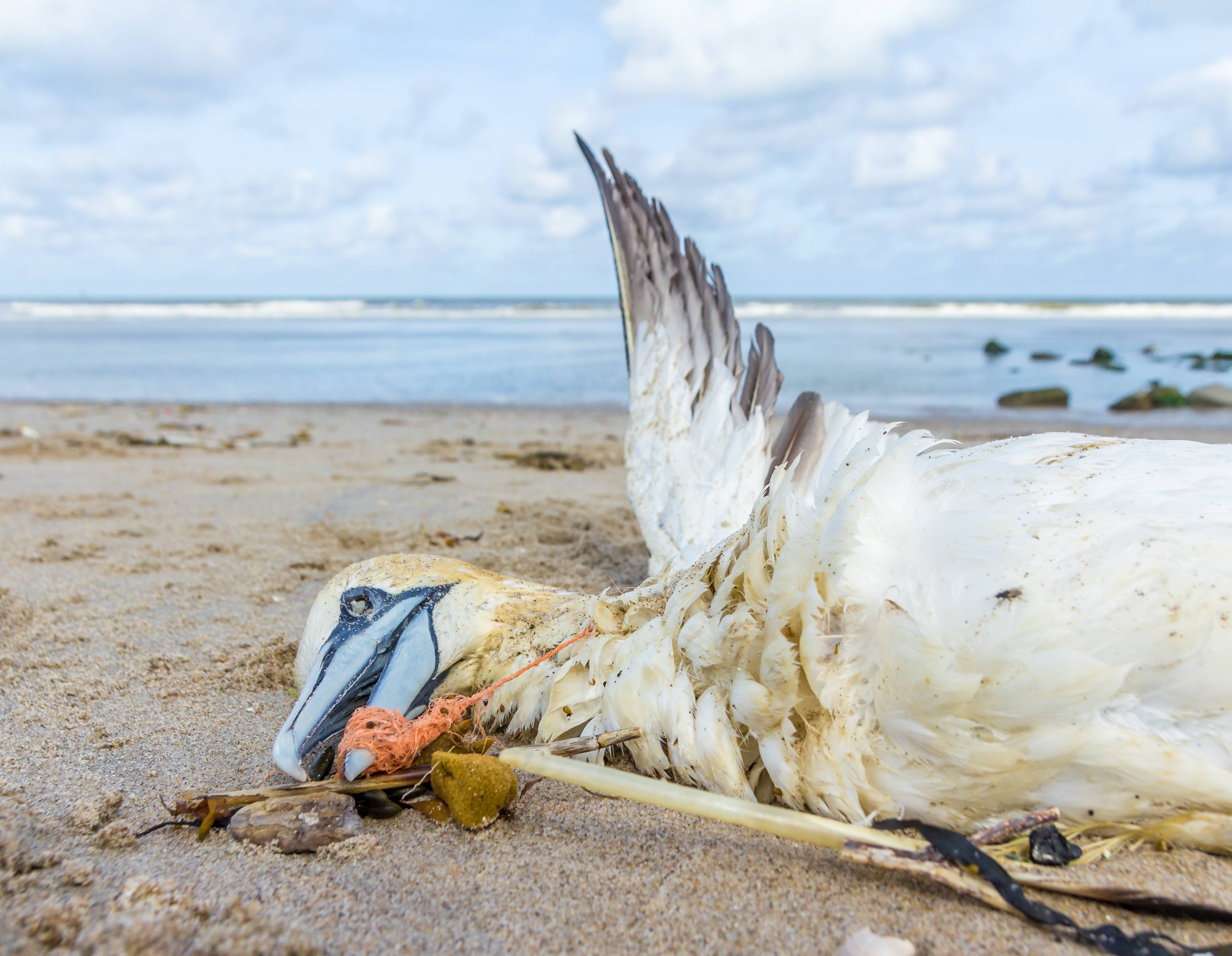 Plastic Pollution Threatens Birds Far Out At Sea