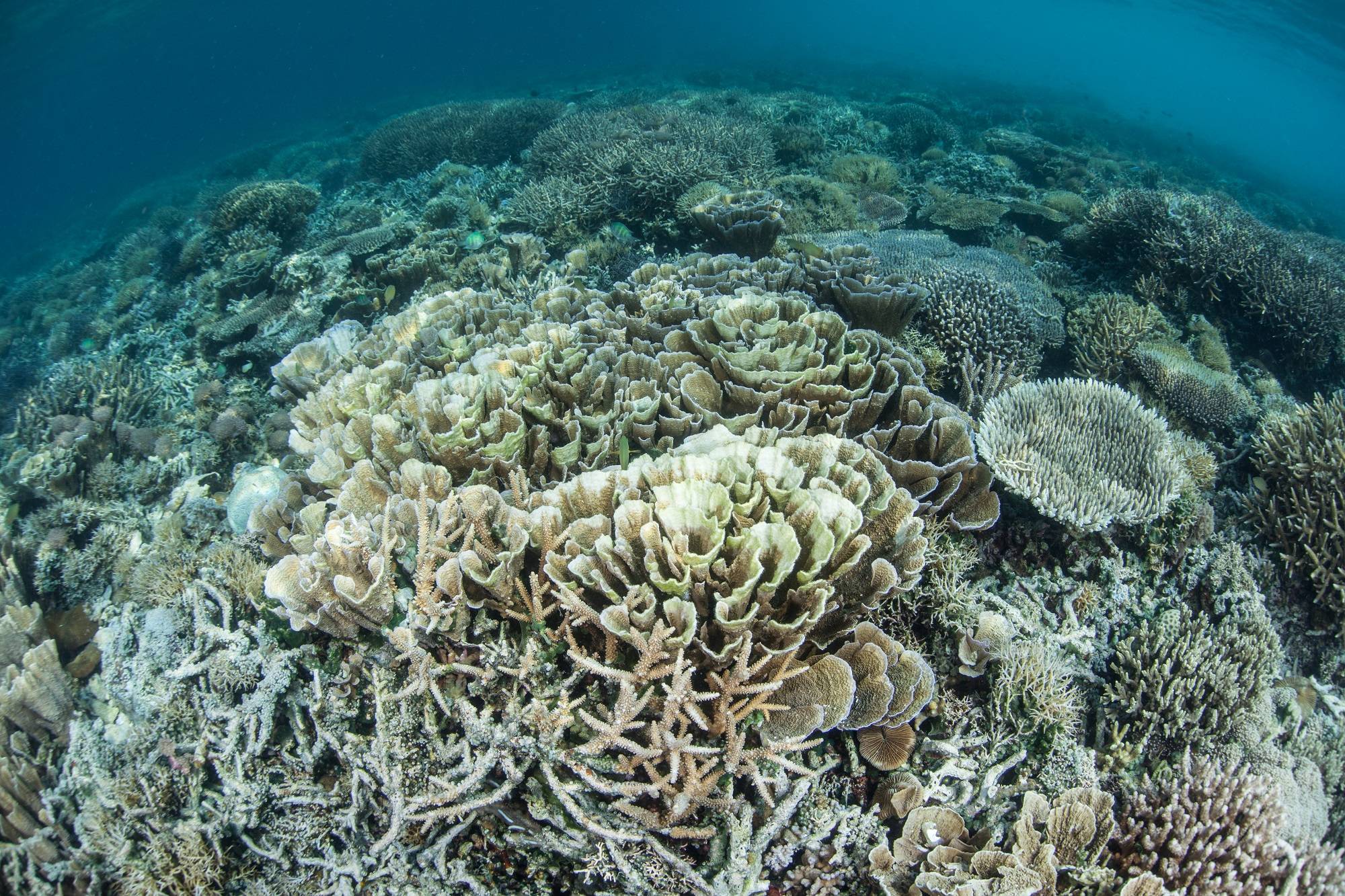 More Than 60% Of World's Coral Reefs May Have Bleached