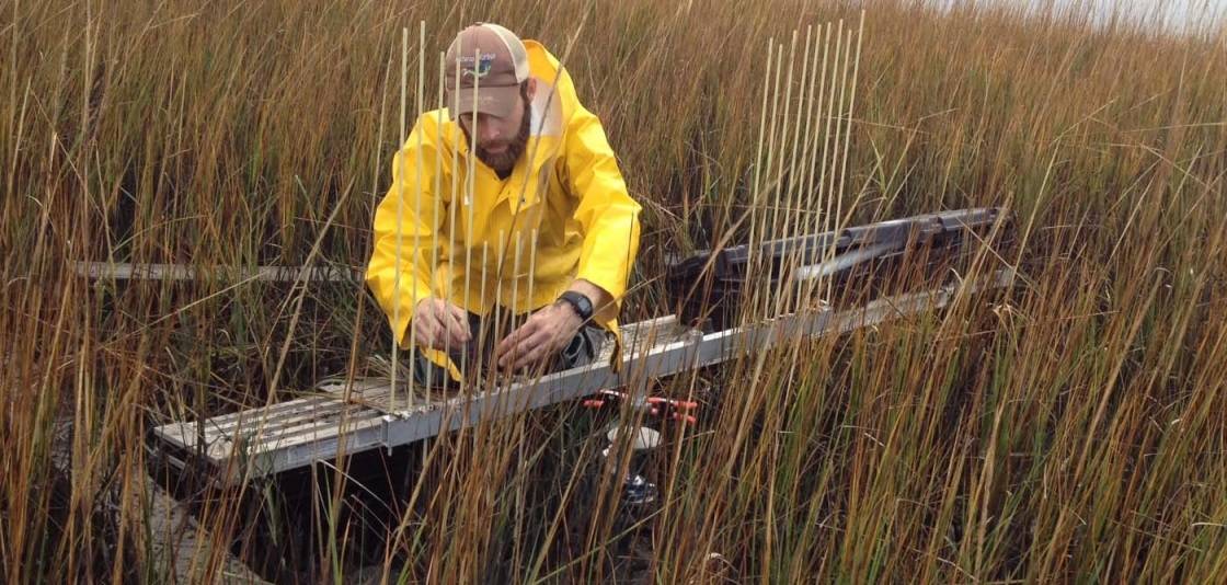 Marsh Risk Pacific Pacific Coast Marshes More Resistant To Rising Seas