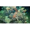 HOV Alvin’s manipulator arm collects samples from rocky outcrop at the crest of a ridge, populated by cold water corals, squat lobsters, anemones, basket stars and deep-sea fish. Credit: Image courtesy of L. Robinson (U. Bristol), D. Fornari (WHOI), M. Taylor (U. Essex), D. Wanless (Boise State U.) NSF/NERC/HOV Alvin/WHOI MISO Facility, 2023 ©Woods Hole Oceanographic Institution