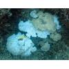 Bleached and dead Acorpora coral in the National Marine Sanctuary of American Samoa. Warm Pacific ocean temperatures may lead to an increase in coral bleaching, NOAA scientists said. (Credit: NOAA)