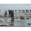 Clam diggers along the Washington state coast. (Credit: NOAA)