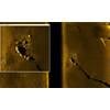 EdgeTech 2205 sonar image of ARA San Juan 230kHz at 400m range scale (Credit: Ocean Infinity)