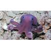 A Graneledone octopus, a suspected new species, moves across the seafloor during a deep-sea ocean expedition off the coast of Trinidad and Tobago. This species was first observed during an expedition Dr. Diva Amon (SpeSeas) participated in 2014, but was not confirmed or collected until this mission. Researchers made dozens of other discoveries on the trip, including at least 20 suspected new species, three of which may be new genera. © ROV SuBastian / Schmidt Ocean Institute