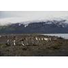 King penguins on Heard Island (Photo: Stephen Brown)