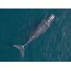 A North Atlantic Right Whale. Credit:
Woods Hole Oceanographic Institution/NOAA/SeaLife Response, Rehabilitation
and Research; under NMFS Research Permit #17355. Both photos were taken non
-
invasively by Dr. John Durban using a custom research drone.