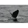© North Atlantic right whale “Lasagna” (Catalog #3550) is named for his wavy fluke blades that look like a lasagna noodle. CREDIT: New England Aquarium and Canadian Whale Institute, taken under DFO Canada SARA permit