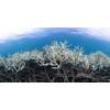 © The Ocean Agency / Adobe Stock