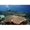 Photo credit: ©Khaled bin Sultan Living Oceans Foundation