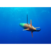 Photo: Schmidt Ocean Institute