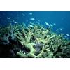 Reef habitat: Photo courtesy of Queensland Museum