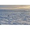 Residents of Utqiagvik return by snowmachine from the lead at the edge of the shore-fast ice. Photo by Andy Mahoney, UAF Geophysical Institute