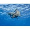 © Tropicalens / Adobe Stock