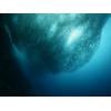 © underocean / Adobe Stock
