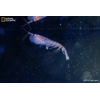Weddell Sea, Southern Ocean, Antarctica - 2024/12/26: Antarctic krill
specimens retrieved during a dive by ROV SuBastian.

Credit: Luján Agusti/National Geographic