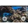 With Live Remote Control, users of Aquabotix’s underwater vehicles and cameras are given the ability to pilot their devices remotely from any web browser-enabled device, anywhere in the world (Image: Aquabotix)